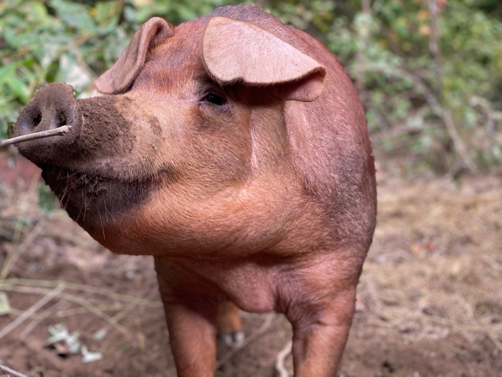 Dill Piggle the duroc