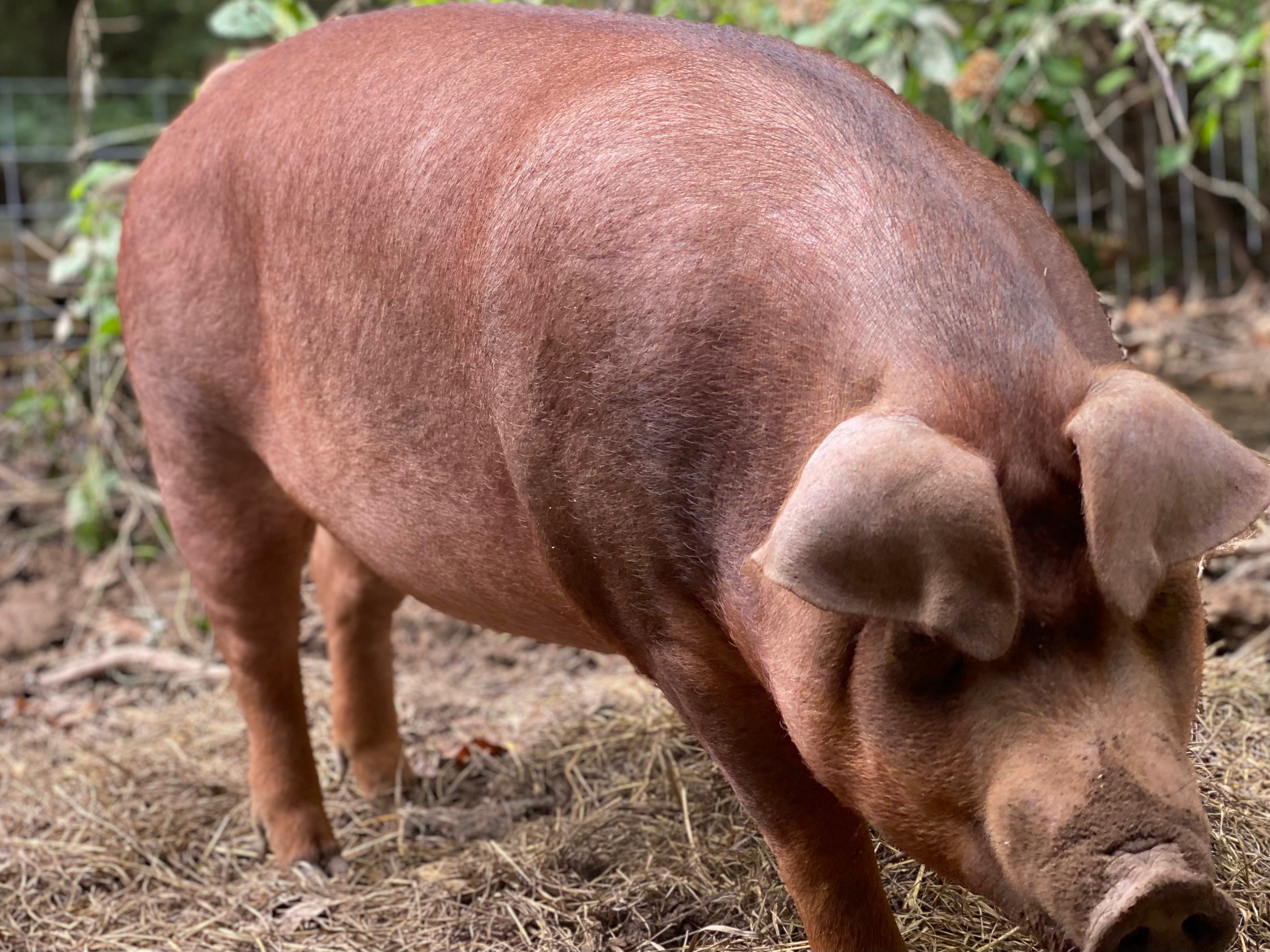 dill piggle being a pig