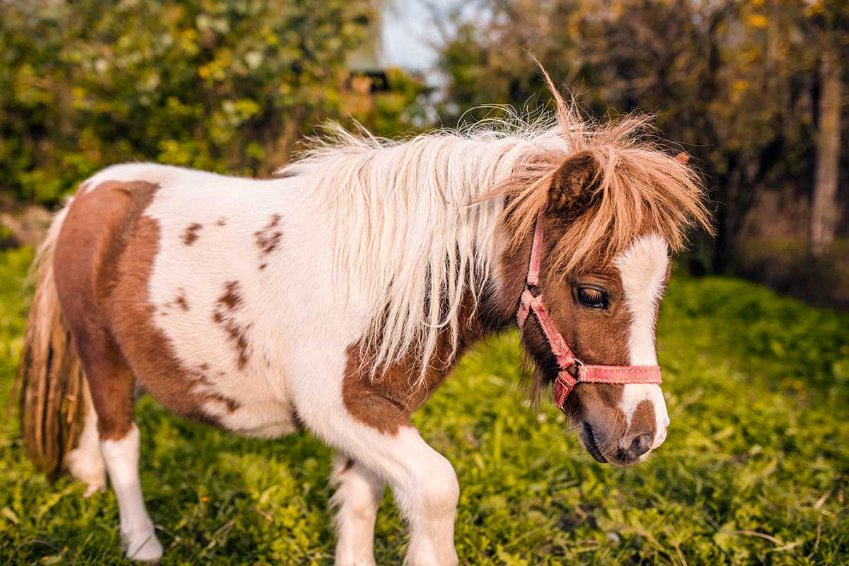 mini horse in pasture