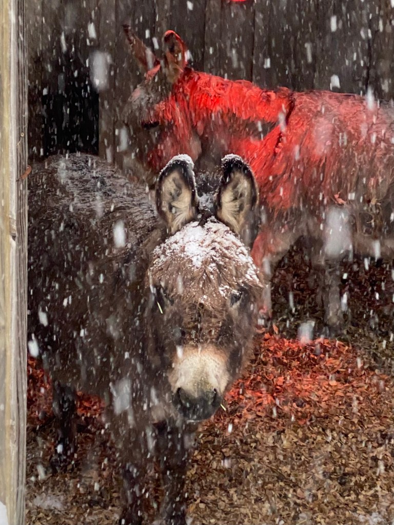 our donkeys